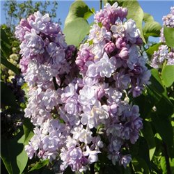 Сирень Syringa v. Victor Lemoine