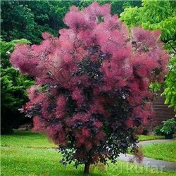 Скумпія шкіряна Cotinus coggygria Royal Purple