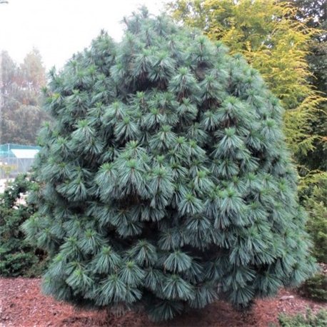 Сосна Гималайская Pinus wallichiana