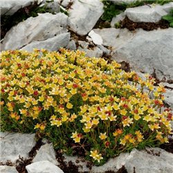 Ломикамінь жовтий Saxifraga arendsii