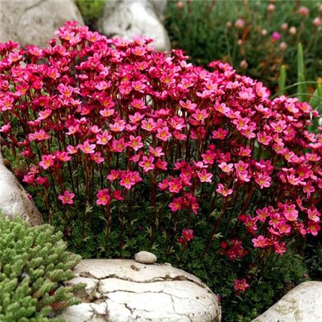 Камнеломка красная Saxifraga arendsii