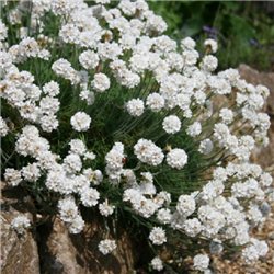 Армерія Приморська Armeria maritima white