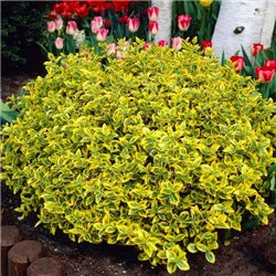 Бересклет Форчуна Euonymus fortunei Emerald Gold