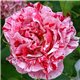 Троянда паркова Ferdinand Pichard (Фердінанд Пішард)