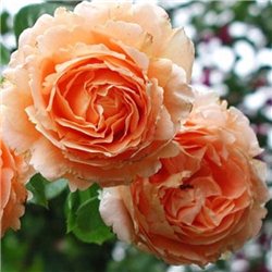 Троянда паркова Polka (Полька)