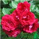 Троянда плетиста Flamentanz (Фламентанз)