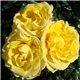 Троянда поліантова Arthur Bell (Артур Белл)