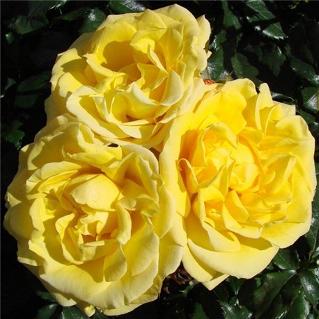 Троянда поліантова Arthur Bell (Артур Белл)