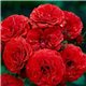 Роза полиантовая Cordula (Кордула)