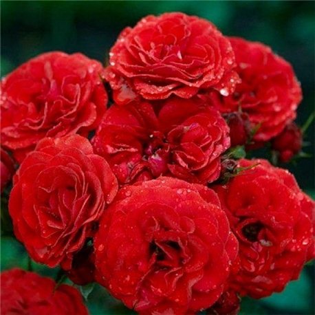 Роза полиантовая Cordula (Кордула)