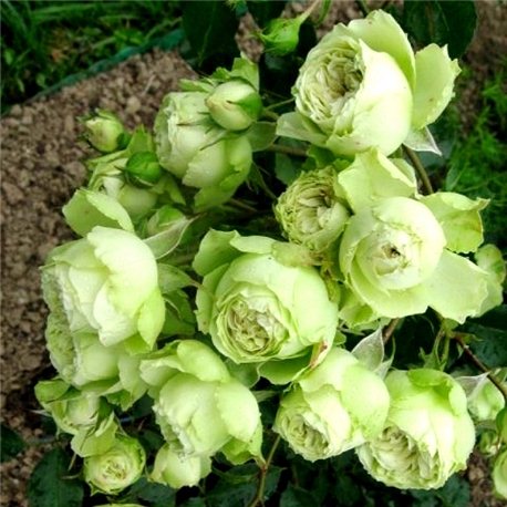 Роза полиантовая Lovely Green (Лавлі Грін)
