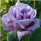 Роза чайно-гибридная Blue Moon (Блю Мун)