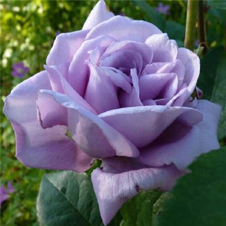 Роза чайно-гибридная Blue Moon (Блю Мун)