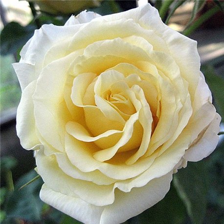 Троянда чайно-гібридна Chopin (Шопен)