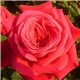 Роза чайно-гибридная Dame de Coeur (Дам де Кьор)