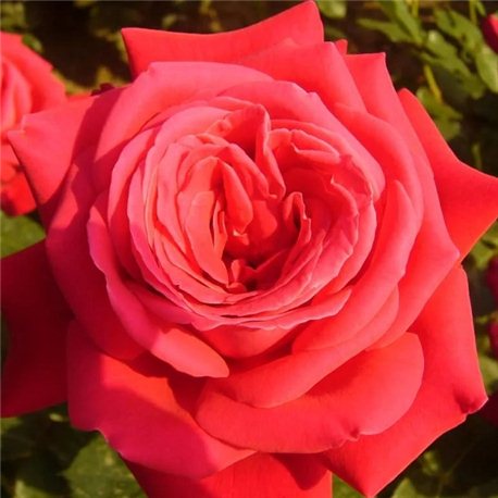 Роза чайно-гибридная Dame de Coeur (Дам де Кьор)