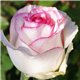 Роза чайно-гибридная Dolce Vita (Дольче Віта)