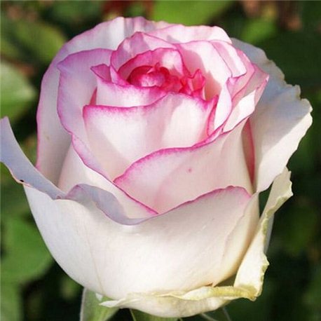 Троянда чайно-гібридна Dolce Vita  (Дольче Віта)