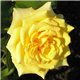 Роза чайно-гибридная Landora (Ландора)