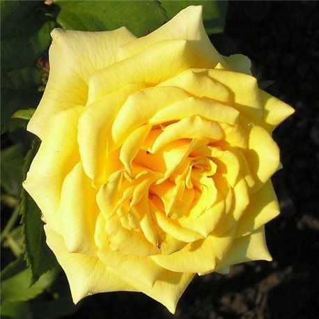 Троянда чайно-гібридна Landora (Ландора)