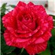 Роза чайно-гибридная Red Intuition (Ред Інтуішн)