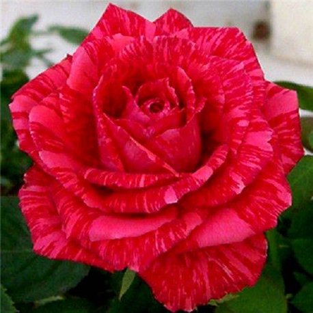 Троянда чайно-гібридна Red Intuition (Ред Інтуішн)