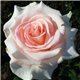 Роза чайно-гибридная Vivaldi (Вівальді)
