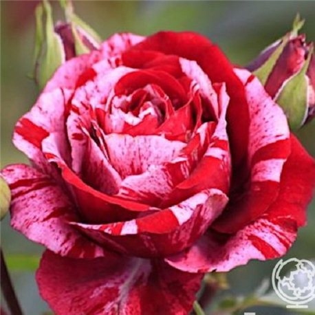 Троянда чайно-гібридна Анрі Матіс