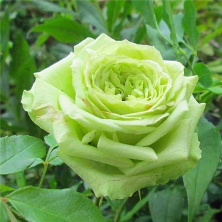 Троянда флорібунда Лавлі Грін