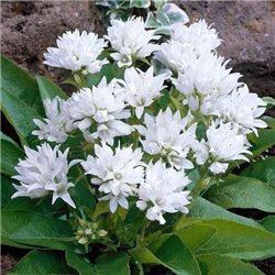 Колокольчик скученный Genti White