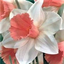 Нарцисс крупнокорончатый Park Perfume 1 луковица