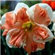 Нарцисс сплит-корона Apricot Whirl 1 луковица