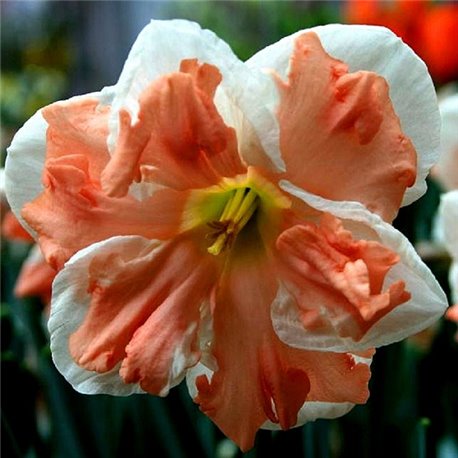 Нарцис спліт-корона Apricot Whirl 1 цибулина