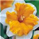 Нарцисс сплит-корона Orangery 1 луковица