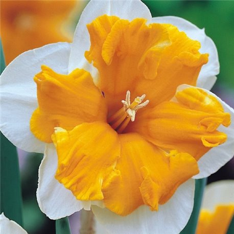 Нарцис спліт-корона Orangery 1 цибулина