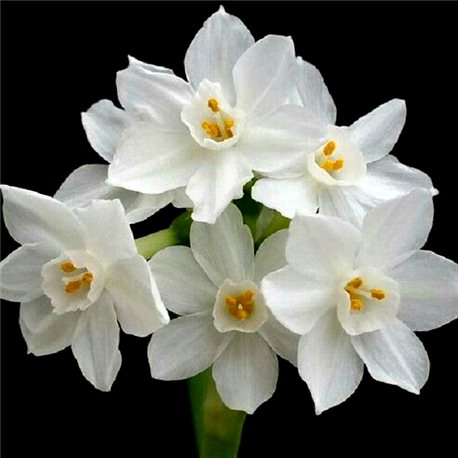 Нарцис багатоквітковий Indoor  Paperwhite  Ziva 1 цибулина