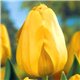 Тюльпан классический Дарвина Golden Apeldoorn 3 луковицы