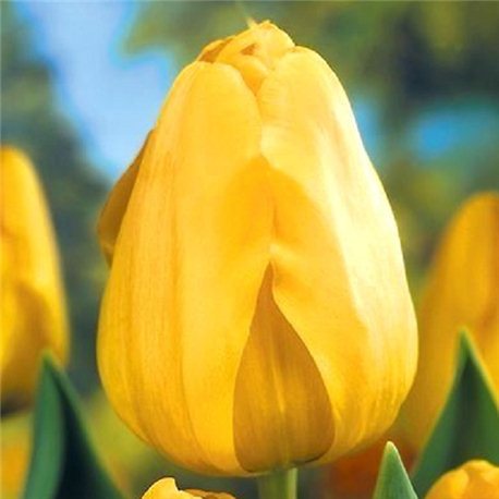 Тюльпан класичний Дарвіна Golden Apeldoorn 3 цибулини