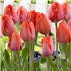 Тюльпан класичний Дарвіна Van Eijk 3 цибулини