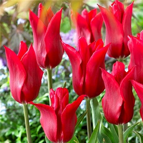 Тюльпан лилиецветный Pieter De Leur 2 луковицы