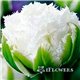 Тюльпан оторочений махровий Snow Crystal 1 цибулина
