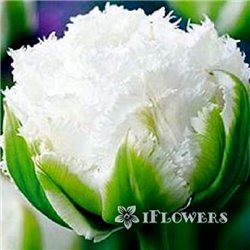 Тюльпан бахромчатый махровый Snow Crystal 1 луковица