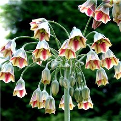 Нектароскордум Nectaroscordum Siculum 3 цибулини