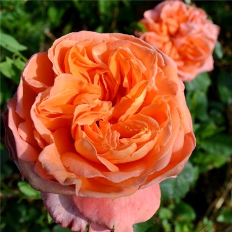 Троянда англійська Rene Goscinny