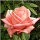 Троянда чайно-гібридна Пікуба
