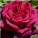 Роза чайно-гибридная Графиня Диана