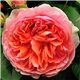 Роза английская Chippendale