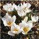 Крокус ранневесенний chrysanthus Ard Schenk 10 луковиц