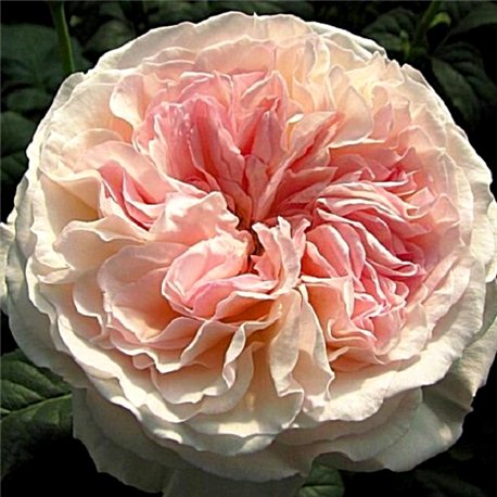 Роза английская Keira