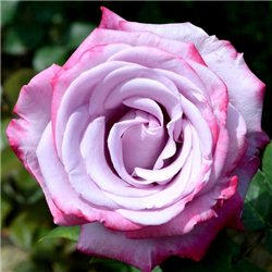 Троянда чайно-гібридна Діп Перпл